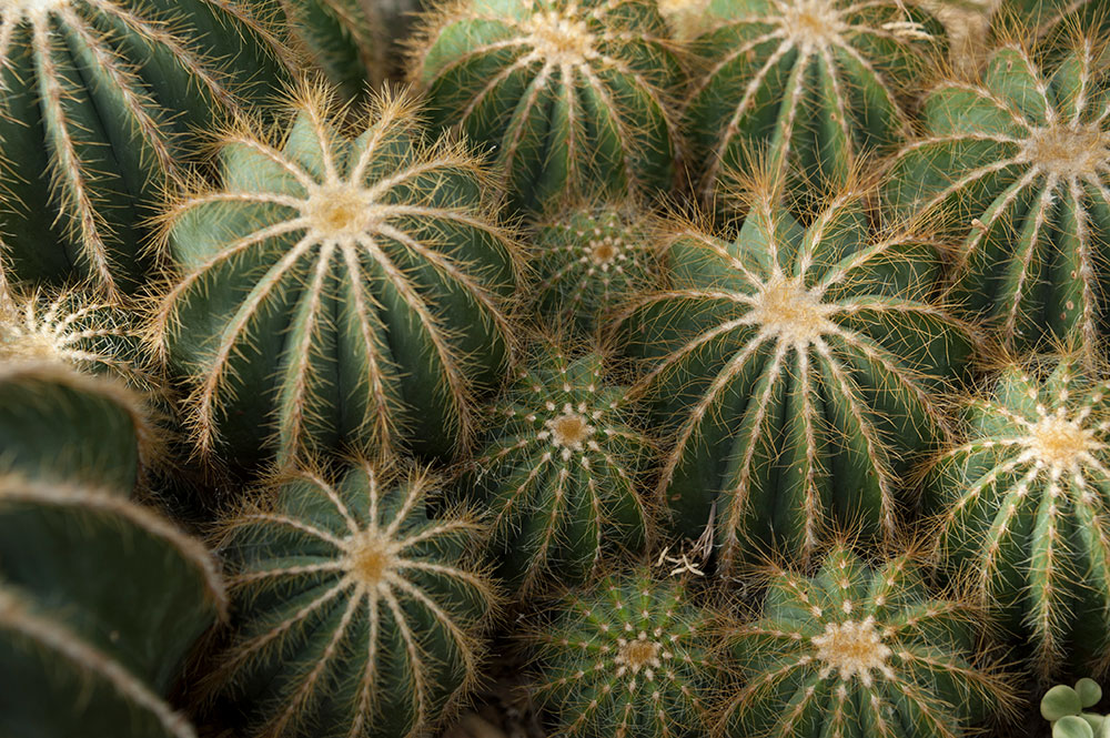 Allan Garden Conservatory 9